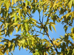Piranga olivacea