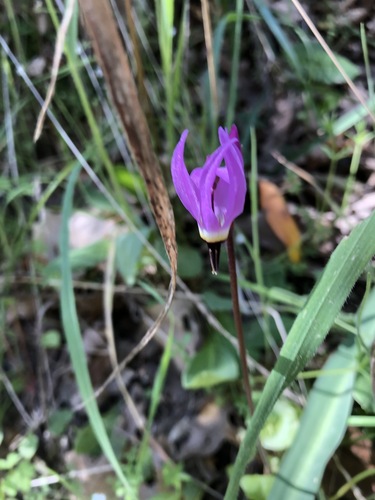iNaturalist observation photo of Henderson's shooting star