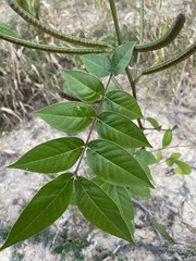 Senna occidentalis