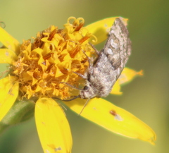 Lacinipolia strigicollis