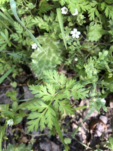 iNaturalist observation photo of White nemophila
