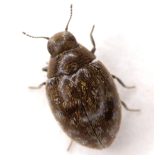 Eulimnichus ater (LeConte, 1854)