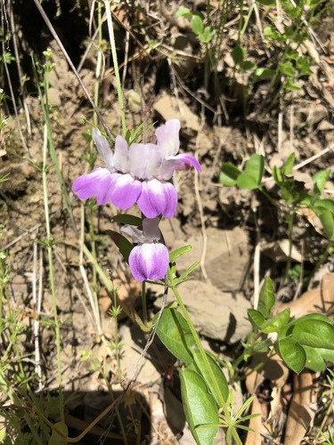 iNaturalist observation photo of Purple Chinese Houses