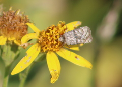 Lacinipolia strigicollis