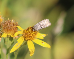 Lacinipolia strigicollis