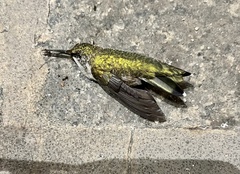 Archilochus colubris