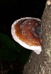 Fomitopsis pinicola