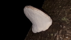 Fomitopsis pinicola