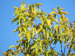Piranga olivacea