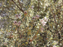 Prostanthera
