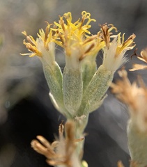 Tetradymia tetrameres