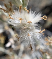 Tetradymia tetrameres