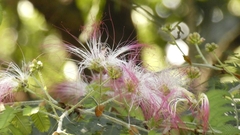 Calliandra selloi