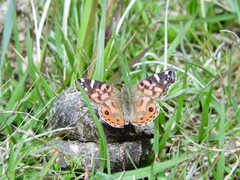 Vanessa braziliensis