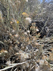 Tetradymia tetrameres