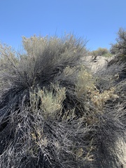 Tetradymia tetrameres