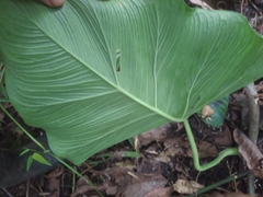 Philodendron jacquinii