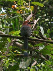 Electron platyrhynchum