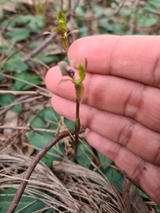 Chiloglottis trapeziformis