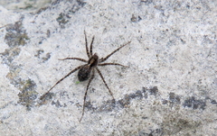 Pardosa