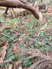 Chiloglottis trapeziformis