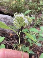 Spiraea betulifolia