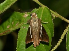 Spathilepia clonius