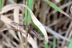 Tipula furca