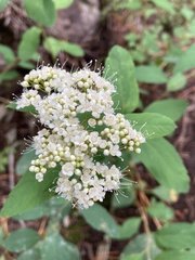 Spiraea betulifolia