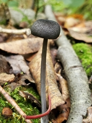 Cyanula
