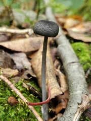 Cyanula