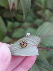 Macremphytus testaceus