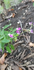 Lespedeza procumbens