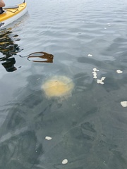 Phacellophora camtschatica