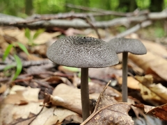 Cyanula