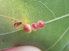 Zopheroteras sphaerula