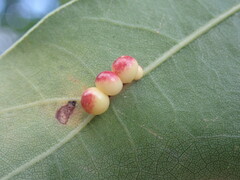 Zopheroteras sphaerula