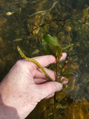 Potamogeton illinoensis