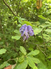 Aconitum uncinatum