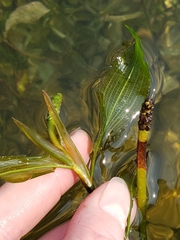 Potamogeton illinoensis