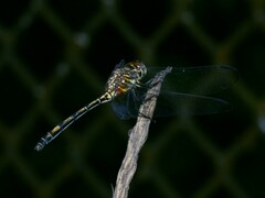 Dythemis sterilis