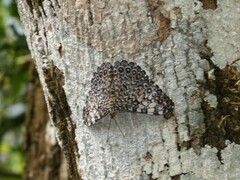 Hamadryas feronia
