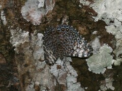 Hamadryas feronia