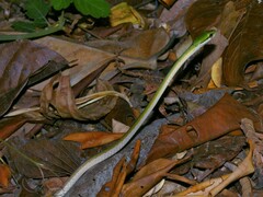 Leptophis ahaetulla