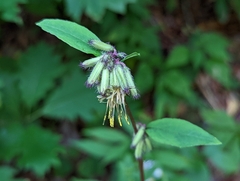 Nabalus serpentarius