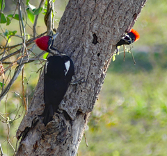 Dryocopus lineatus
