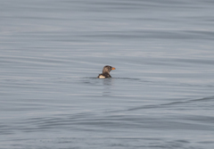 Cerorhinca monocerata