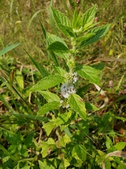 Mentha canadensis
