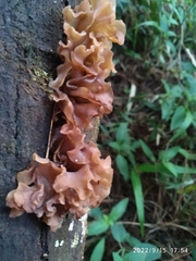 Phaeotremella