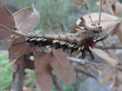 Apatelodes pudefacta